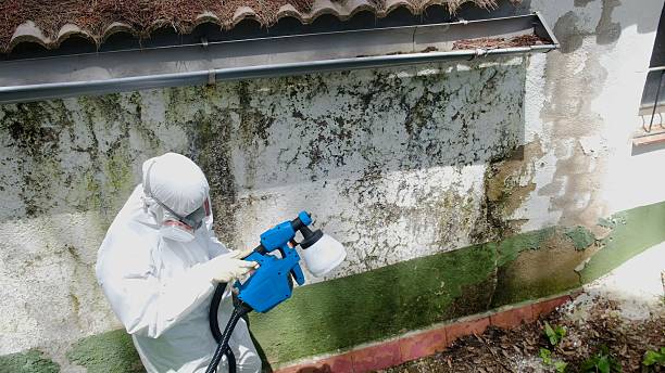 Trusted Mold Inspection service in Mineola, TX - Cheap Mold Removal